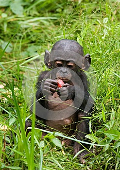 A baby bonobo is eating something.. Democratic Republic of Congo. Lola Ya BONOBO National Park.
