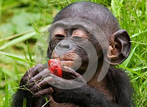 A baby bonobo is eating something.. Democratic Republic of Congo. Lola Ya BONOBO National Park.