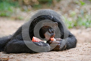 Baby of Bonobo eating watermelon. Democratic Republic of Congo. Lola Ya BONOBO National Park.