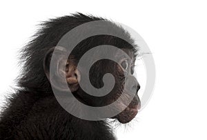 Baby bonobo, Pan paniscus, 4 months old photo