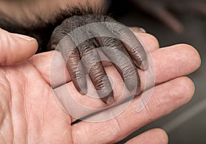 Baby bonobo, Pan paniscus, 4 months old photo