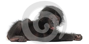 Baby bonobo, Pan paniscus, 4 months old, lying photo