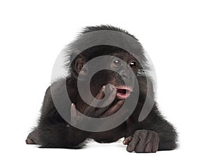 Baby bonobo, Pan paniscus, 4 months old, lying photo