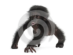 Baby bonobo, Pan paniscus, 4 months old, walking photo