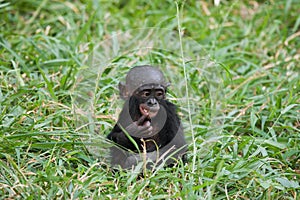 A baby Bonobo sits in the grass. Democratic Republic of Congo. Lola Ya BONOBO National Park.