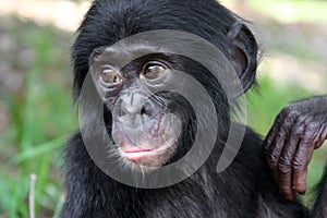 Baby bonobo torso and head
