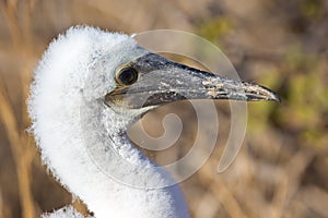 Baby Booby