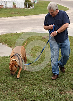 baby boomer walking dog