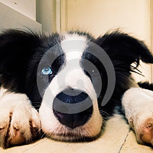 Baby border collie looking up