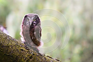 Baby Boreal owl