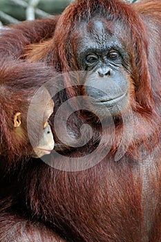 Baby bornean Orangutan breast feeding