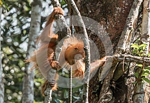 Baby Bornean orangutan (Pongo pygmaeus), Semenggoh sanctuary, Borneo