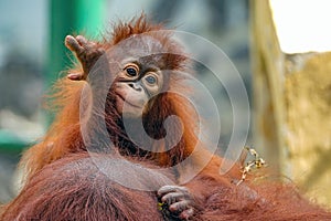 Baby Bornean orangutan at zoo