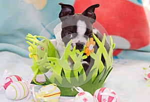 A baby Boston Terrier enters an Easter basket