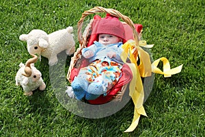 Baby boy in a basket and two sheeps on grass
