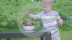 Baby boy eating cherries in garden. Cherries in a plate on a table.