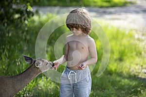 Baby boy feed fawn deer in park. Pretty kid with wild wildlife animal at outdoor. Kids adaptation concept.