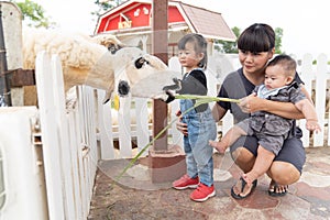 Baby boy and girl feeding grass for sheep in the farm