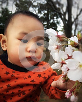 Baby Boy Hold Branch of Sakura