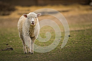 baby bright sheep on the farm