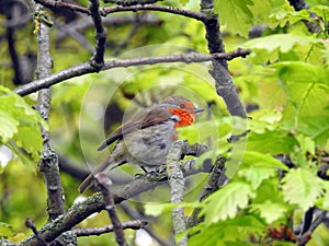 Baby british robin bird red breast preening perched on tree branch