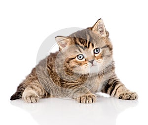 Baby british tabby kitten looking at camera. isolated on white