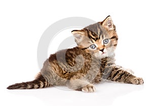 Baby british tabby kitten looking at camera. isolated