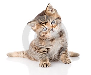 Baby british tabby kitten sitting in front. isolated on white