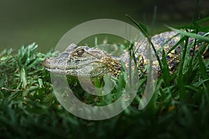 Baby Broad-snouted Caiman - Alligator Hatchling