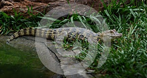 Baby Broad-snouted Caiman - Alligator Hatchling