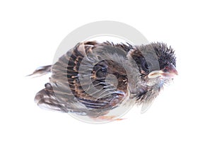 Baby brood sparrow isolated white background.