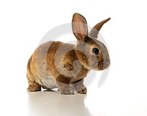 Baby of brown bunny rabbit isolated on white