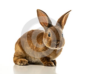 Baby of brown bunny rabbit isolated white