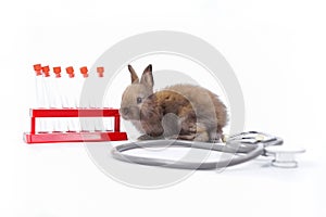 Baby brown bunny with rack of empty tube sampling and stethoscope isolated on white background