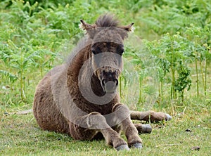 A baby brown foal (Dartmoor Pony) sitting on the grass.