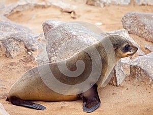Baby brown fur seal, Arctocephalus pusillus, lying on the rock, Cape Cross Colony, Skeleton Coast, Namibia, Africa