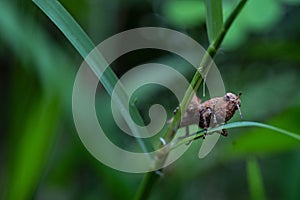 baby brown grasshopper close up macrp photo, this baby brown grasshopper are hang on leaf before jumping into other leaf