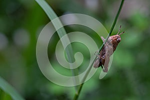 baby brown grasshopper ugly face captured with close up macro photo, this baby brown grasshopper are hang on leaf