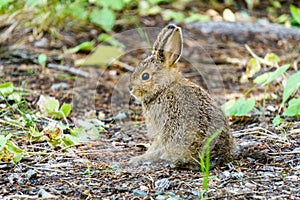 Baby brown hare or bunny on forest floor.