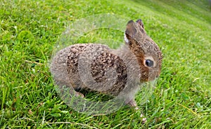 Baby brown hare standing still on grass