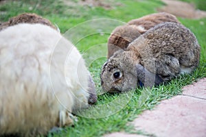 Baby brown rabbit on green grass field surrround with rabbits