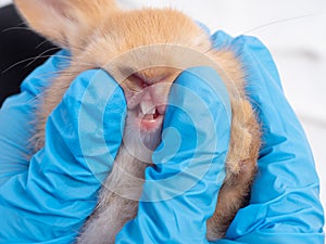 Baby brown rabbit teeth examined by veterinarian doctor.