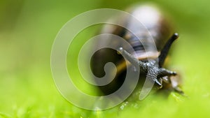 Baby snail on the grass