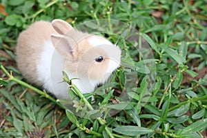 Baby brown and white rabbit is on the grass