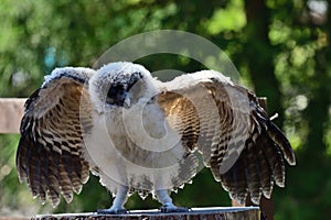 Baby brown wood owl strix leptogrammica