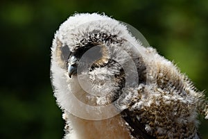 Baby brown wood owl strix leptogrammica