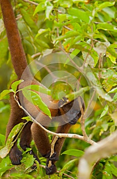 Baby Brown Woolly Monkey