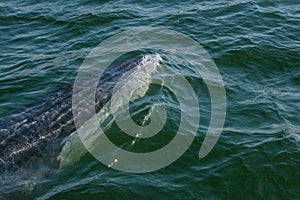 Baby Bryde's Whale quickly swim to the water surface to exhale b