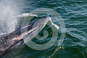 Baby Bryde's Whale quickly swim to the water surface to exhale b