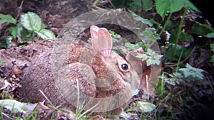 A baby bubby eating a dry leaf